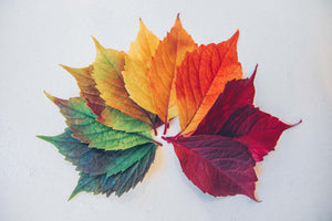 Variant - color