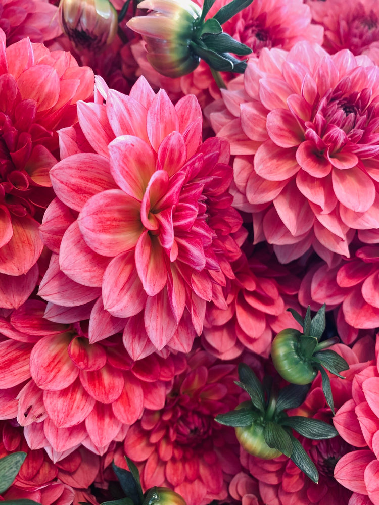 Variant - color