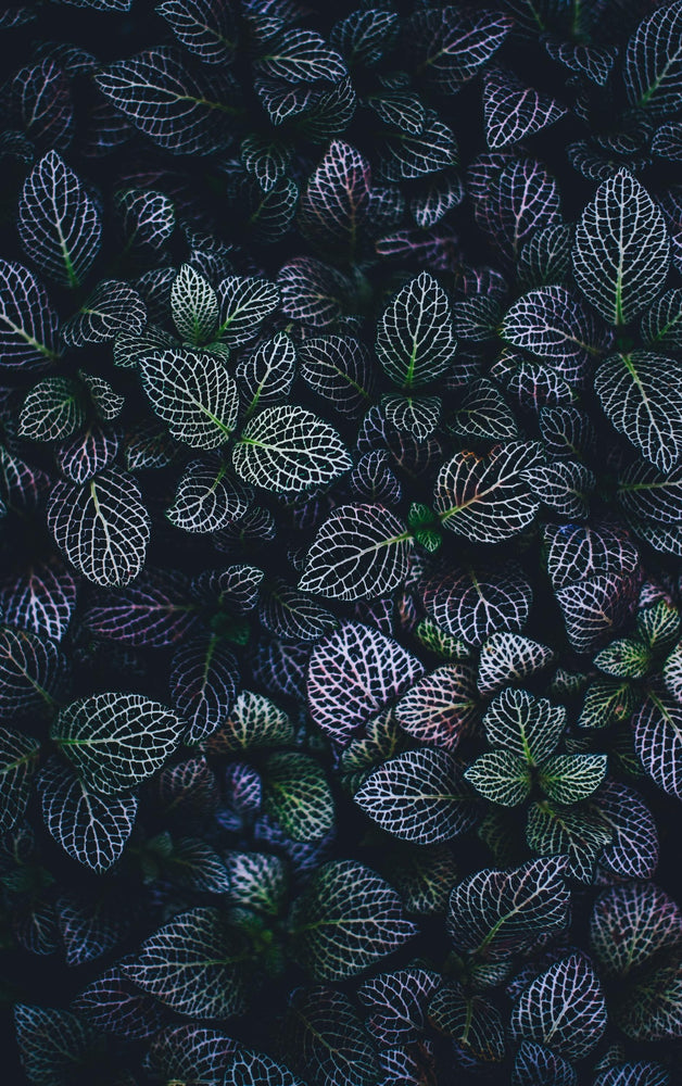 Variant - color