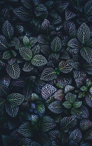 Variant - color