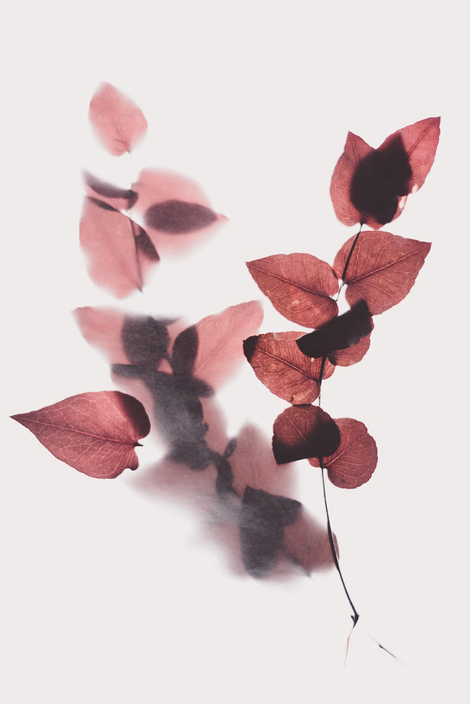 Variant - color