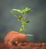 Small Image