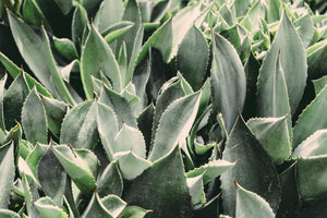 Succulents On Sale