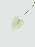 Variant - color