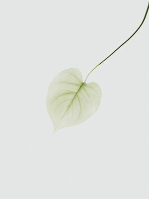 Variant - color